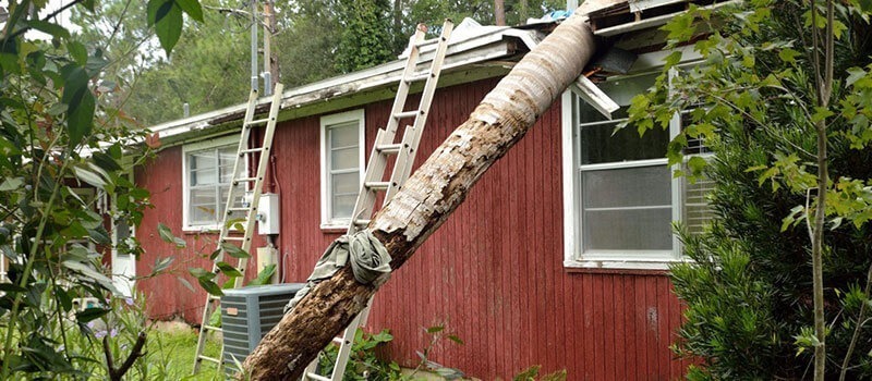 Damaged house roof with tree on top