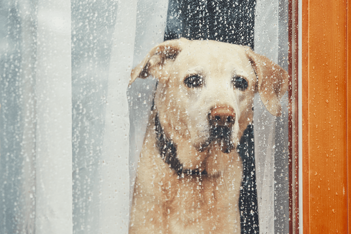 How to Protect Your Pets During a Storm: Insights from a Storm Damage Restoration Company in Lewisville, Texas