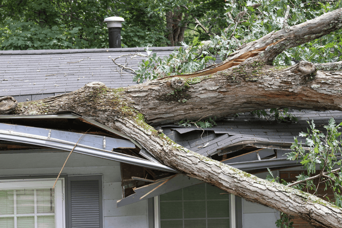 How to Minimize Wind Damage: Insights from a Storm Damage Restoration Company in Arlington, Texas