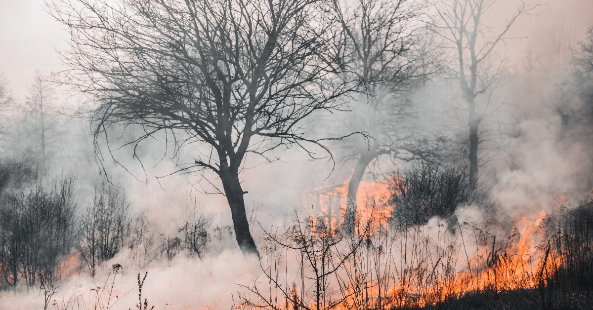 Wildfire Season Preparedness: Protecting Yourself and Your Property